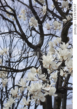 白い綺麗なコブシの花 白い綺麗なコブシの花 113978547