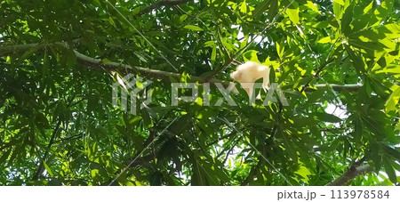 葉が茂る中に1つの種「トックリキワタ」 メキシコより 葉が茂る中に1つの種「トックリキワタ」 メキシコより 113978584
