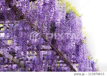 アノしんちゃんも…見上げた!? 春日部の藤『藤とおりの藤棚』 113978613