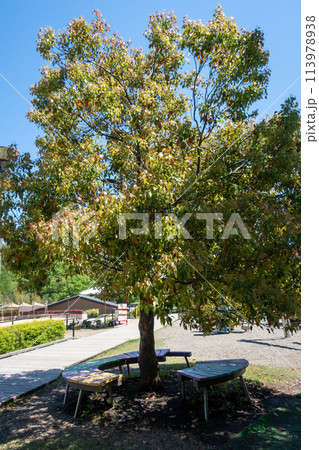 初夏の観音山公園　群馬県高崎市 113978938