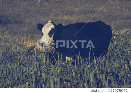 Cattle raising  with natural pastures in Pampas countryside, La Pampa Province,Patagonia, Argentina. 113979071