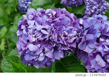 庭に咲く水に濡れたアジサイの花 113979202