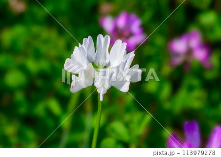 白いレンゲ 113979278