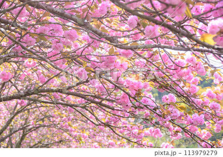 ヤエザクラの桜並木 113979279