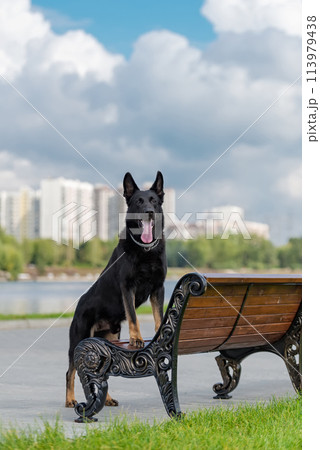 German shephed staying on the wooden bench 113979438