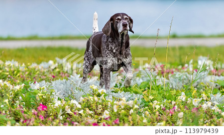 Shorthaired german pointer 113979439