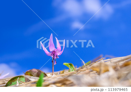 カタクリの花と青空 カタクリの花と青空 113979465