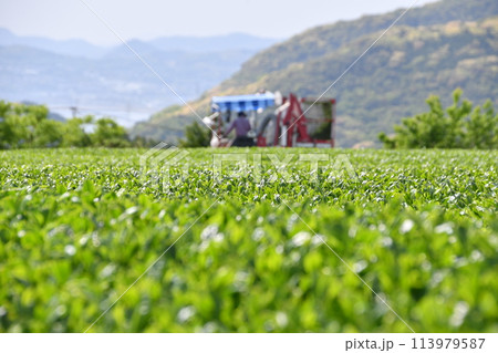 緑豊かな茶園の風景　春の収穫を待つ茶の葉 113979587