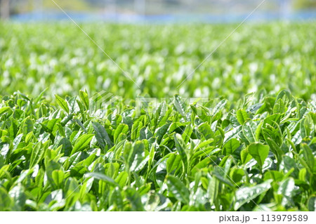 緑豊かな茶園の風景 春の収穫を待つ茶の葉 緑豊かな茶園の風景 春の収穫を待つ茶の葉 113979589