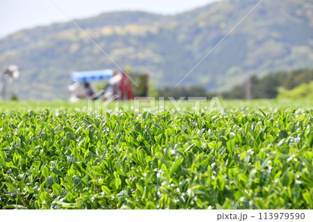 緑豊かな茶園の風景 春の収穫を待つ茶の葉 緑豊かな茶園の風景 春の収穫を待つ茶の葉 113979590