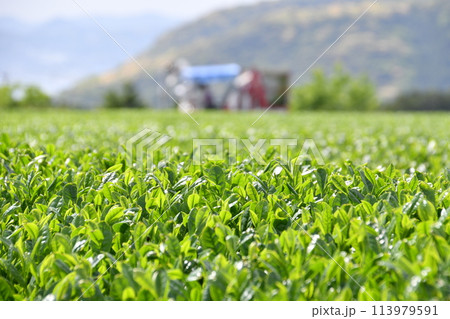 緑豊かな茶園の風景　春の収穫を待つ茶の葉 113979591