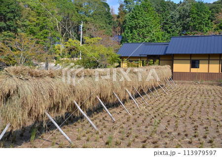 稲穂の干し場と郷土の家 秋の収穫後のひなびた風景 田んぼと共にある田舎の暮らし 稲穂の干し場と郷土の家 秋の収穫後のひなびた風景 田んぼと共にある田舎の暮らし 113979597
