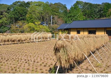 稲穂の干し場と郷土の家 秋の収穫後のひなびた風景 田んぼと共にある田舎の暮らし 稲穂の干し場と郷土の家 秋の収穫後のひなびた風景 田んぼと共にある田舎の暮らし 113979600
