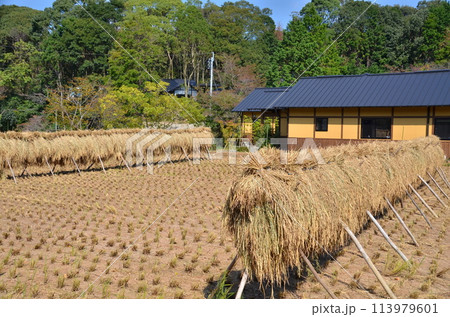 稲穂の干し場と郷土の家 秋の収穫後のひなびた風景 田んぼと共にある田舎の暮らし 稲穂の干し場と郷土の家 秋の収穫後のひなびた風景 田んぼと共にある田舎の暮らし 113979601