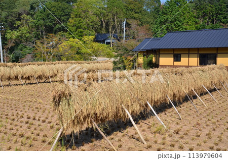 稲穂の干し場と郷土の家 秋の収穫後のひなびた風景 田んぼと共にある田舎の暮らし 稲穂の干し場と郷土の家 秋の収穫後のひなびた風景 田んぼと共にある田舎の暮らし 113979604