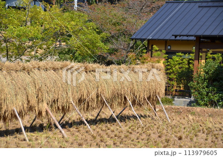 稲穂の干し場と郷土の家　秋の収穫後のひなびた風景　田んぼと共にある田舎の暮らし 113979605