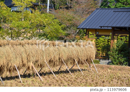 稲穂の干し場と郷土の家 秋の収穫後のひなびた風景 田んぼと共にある田舎の暮らし 稲穂の干し場と郷土の家 秋の収穫後のひなびた風景 田んぼと共にある田舎の暮らし 113979606