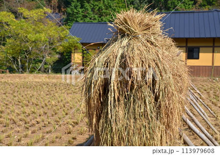 稲穂の干し場と郷土の家　秋の収穫後のひなびた風景　田んぼと共にある田舎の暮らし 113979608