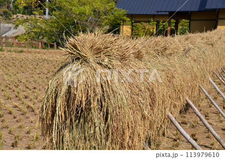 稲穂の干し場と郷土の家　秋の収穫後のひなびた風景　田んぼと共にある田舎の暮らし 113979610