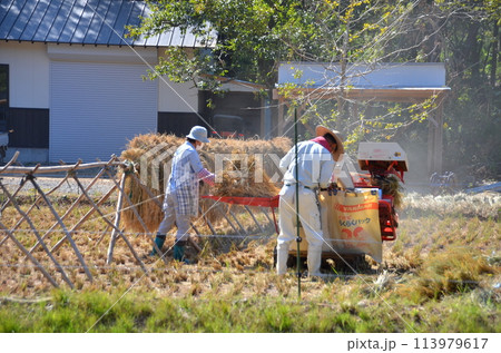 収穫の時、農家の日常 秋晴れの下での稲藁作業 手作業で積む、稲わらの束 収穫の時、農家の日常 秋晴れの下での稲藁作業 手作業で積む、稲わらの束 113979617