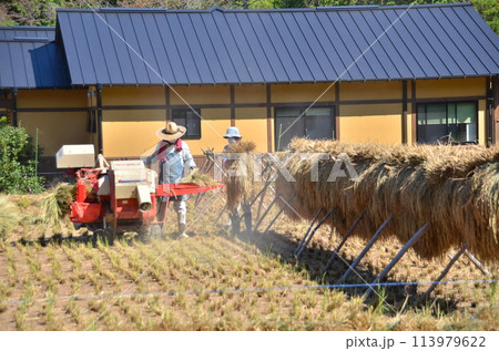収穫の時、農家の日常 秋晴れの下での稲藁作業 手作業で積む、稲わらの束 収穫の時、農家の日常 秋晴れの下での稲藁作業 手作業で積む、稲わらの束 113979622