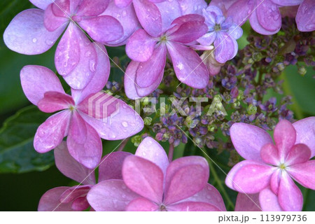 雨に濡れたピンクの紫陽花 雨に濡れたピンクの紫陽花 113979736