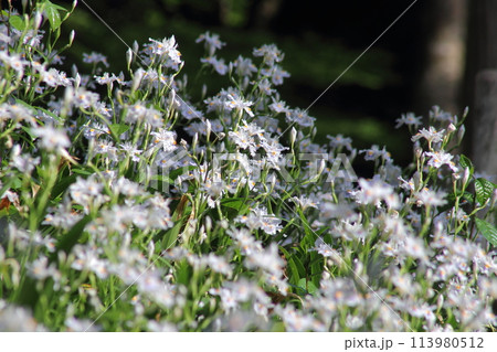 春の伊香具神社 113980512