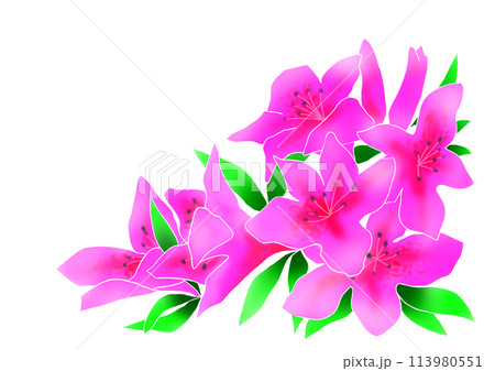 華やかに咲くツツジのイラスト素材 [113980551] - PIXTA