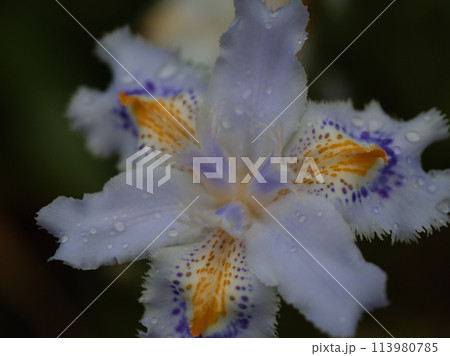 4月に咲いた雨に濡れたシャガの花 4月に咲いた雨に濡れたシャガの花 113980785