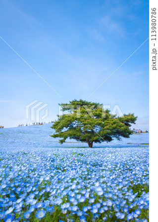 Nemophila park Japan 113980786