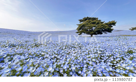 Blue nemophila world Japan 113980787
