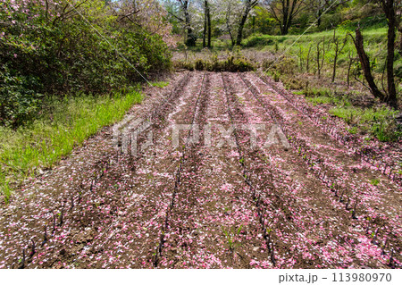散る花びら 散る花びら 113980970