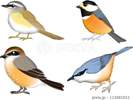 野鳥イラスト4種 (ヤマガラ,マミチャジナイ,,モズ,ゴジュウカラ) 野鳥イラスト4種 (ヤマガラ,マミチャジナイ,,モズ,ゴジュウカラ) 113981031