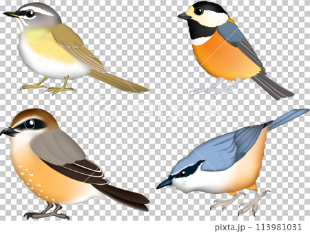 野鳥イラスト4種 (ヤマガラ,マミチャジナイ,,モズ,ゴジュウカラ) 野鳥イラスト4種 (ヤマガラ,マミチャジナイ,,モズ,ゴジュウカラ) 113981031