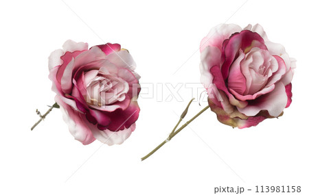 Pink pastel Rose Flower is gradient. Pink Rose make for love floral to decorate table house. Artificial fake pink rose fly in air. White background isolated 113981158