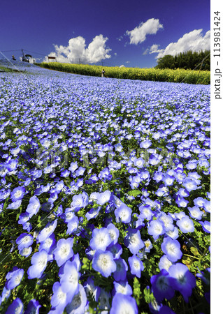 青い空とネモフィラ(縦) 青い空とネモフィラ(縦) 113981424