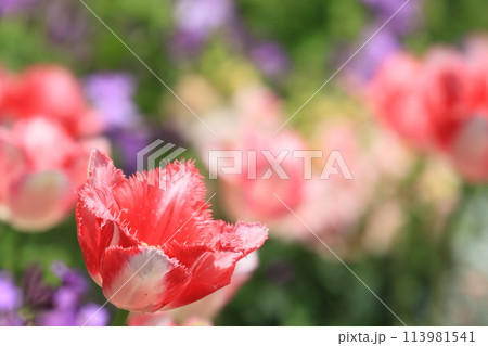 カラフルなチューリップ 色とりどりのチューリップ 満開のチューリップ カラフルなチューリップ 色とりどりのチューリップ 満開のチューリップ 113981541