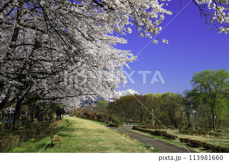 桜並木と谷川岳 113981660