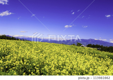 菜の花畑から武尊山と赤城山 113981662