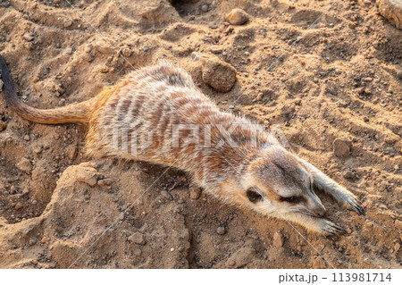 Meerkat suricatta family wildlife picture. Meerkat suricatta family wildlife picture. 113981714