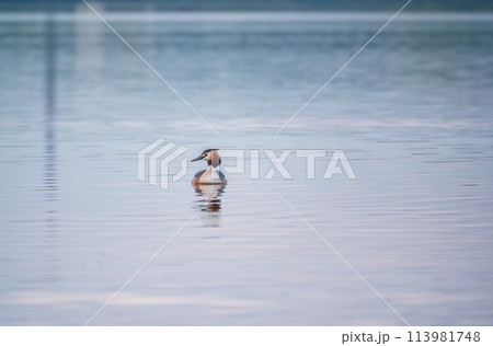 The waterfowl bird Great Crested Grebe swimming in the calm lake 113981748