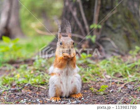 Squirrel eats a nut while sitting in green grass. Eurasian red squirrel, Sciurus vulgaris Squirrel eats a nut while sitting in green grass. Eurasian red squirrel, Sciurus vulgaris 113981780