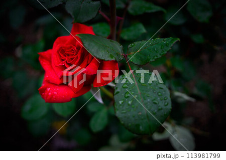 雨上がりの庭の真っ赤の薔薇の花 113981799