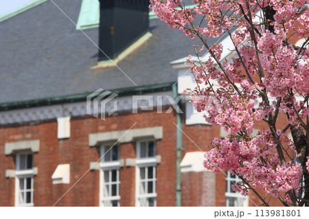 洋館を背景に咲く満開の桜　 113981801