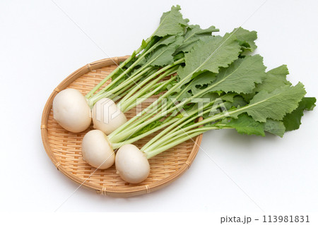 小カブ 小カブ 113981831