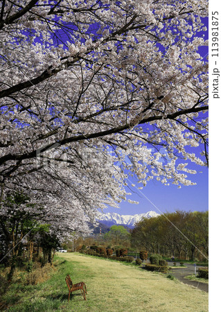 満開の桜の下のベンチ（縦） 113981875