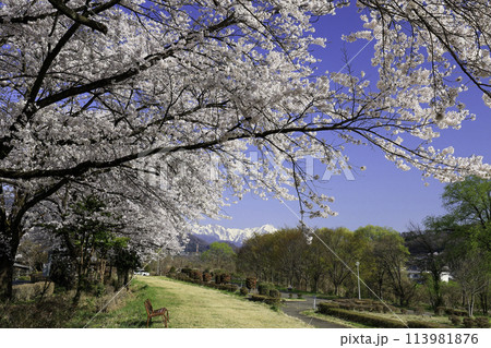 春の青空に映える満開の桜 春の青空に映える満開の桜 113981876