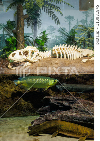 水族館のアロワナと恐竜の骨 113981945