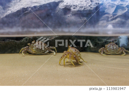 トゲクリガニ歩く姿 113981947