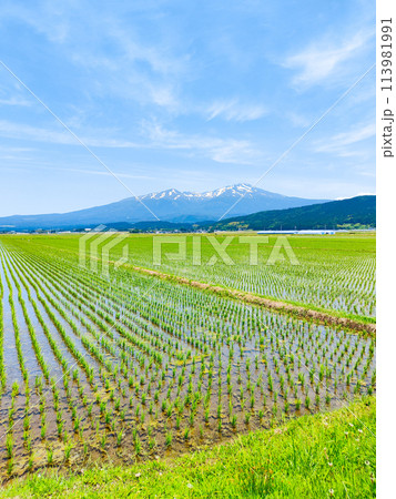 酒田市から望む鳥海山 113981991